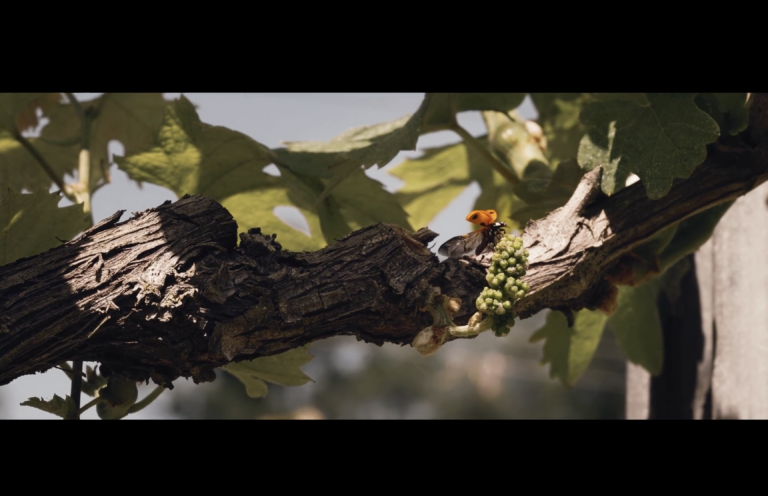 Vidéo pour le secteur agroalimentaire
